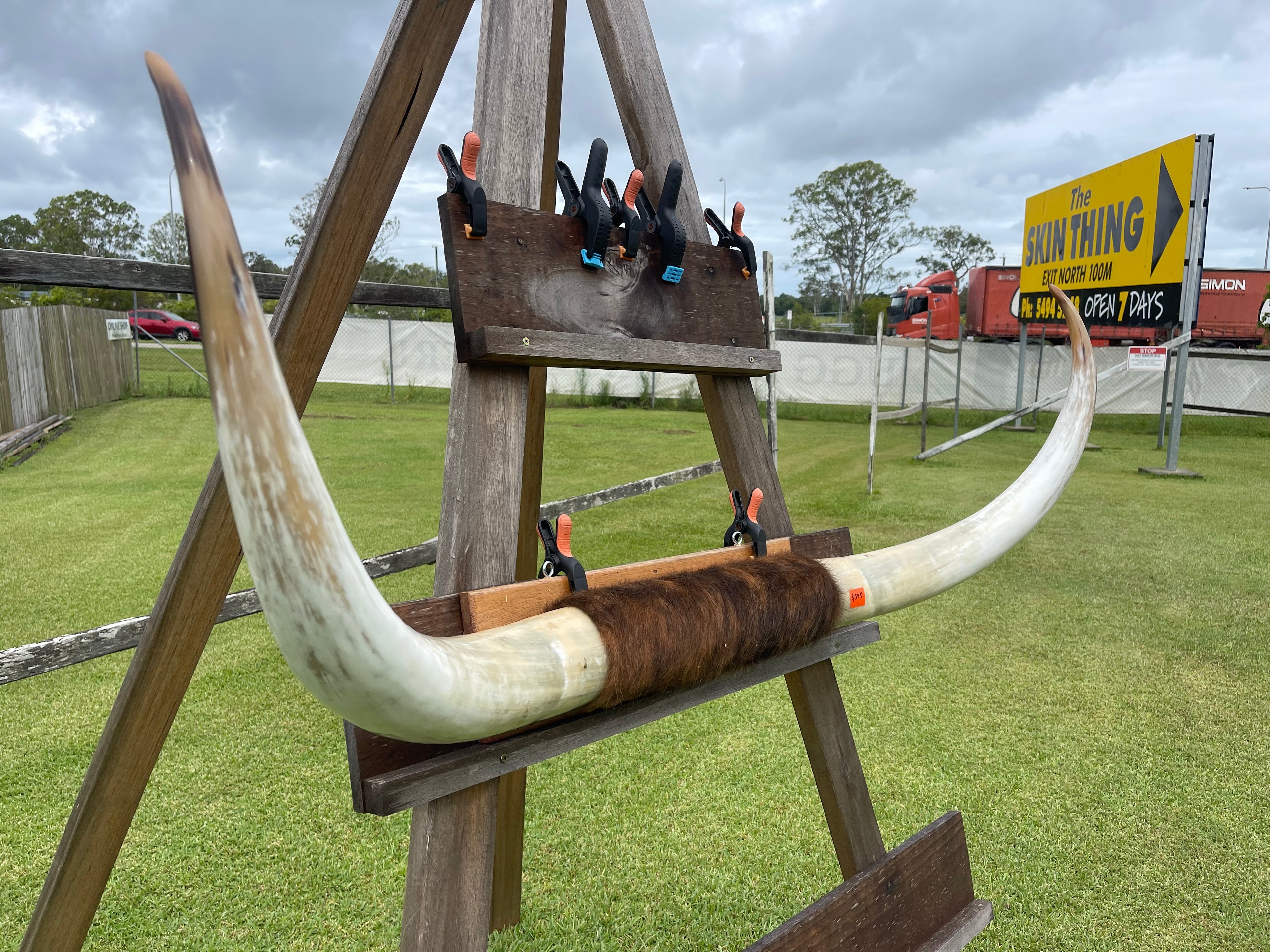 Mounted Cow Horns 16 (delivery extra on request)
