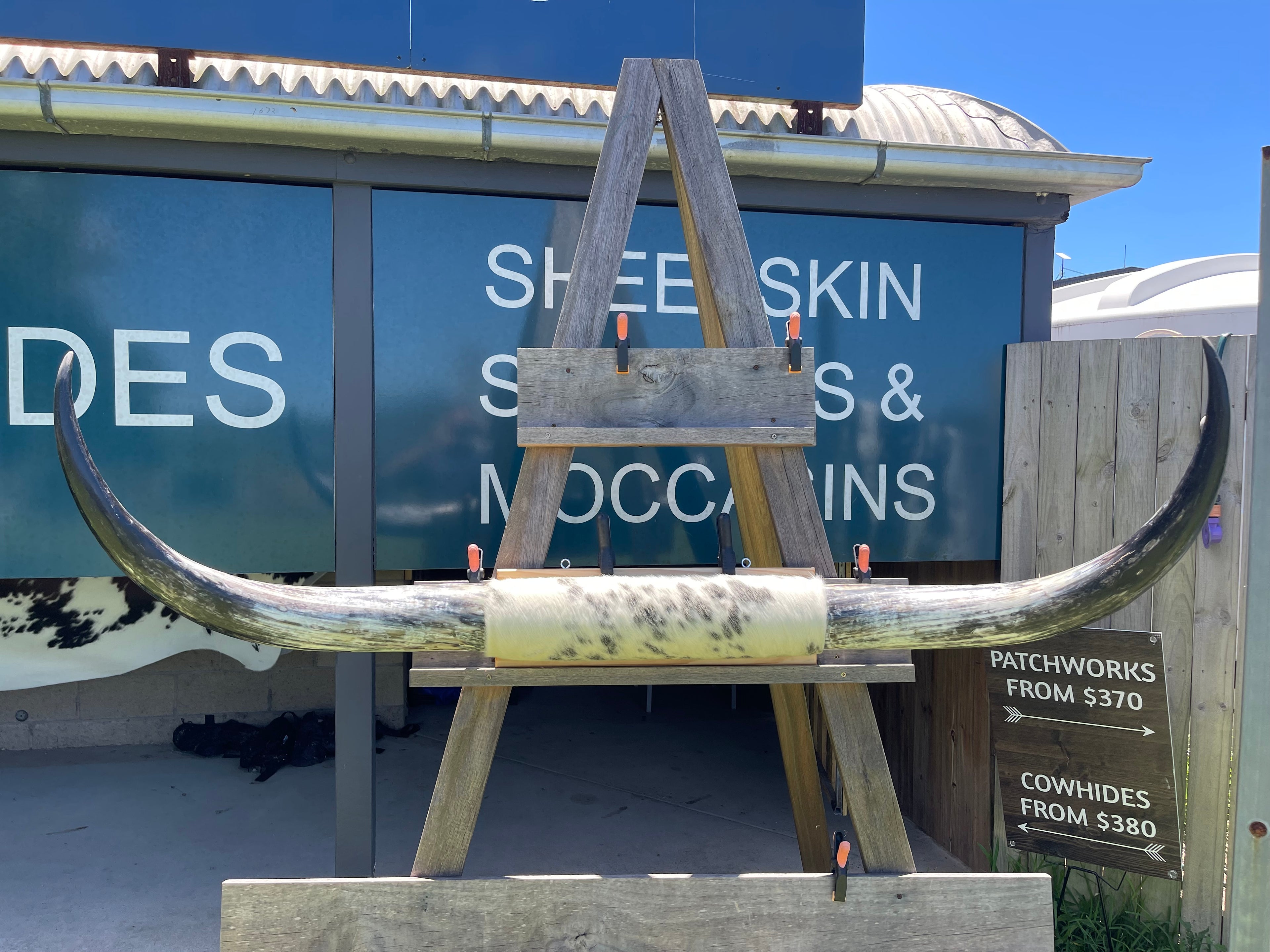 Mounted Cow Horns 16 (delivery extra on request)