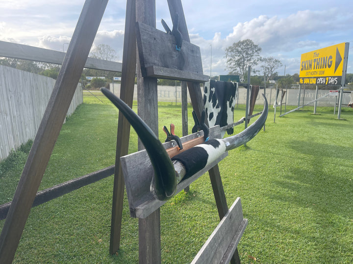 Mounted Cow Horns 01 (delivery extra on request)