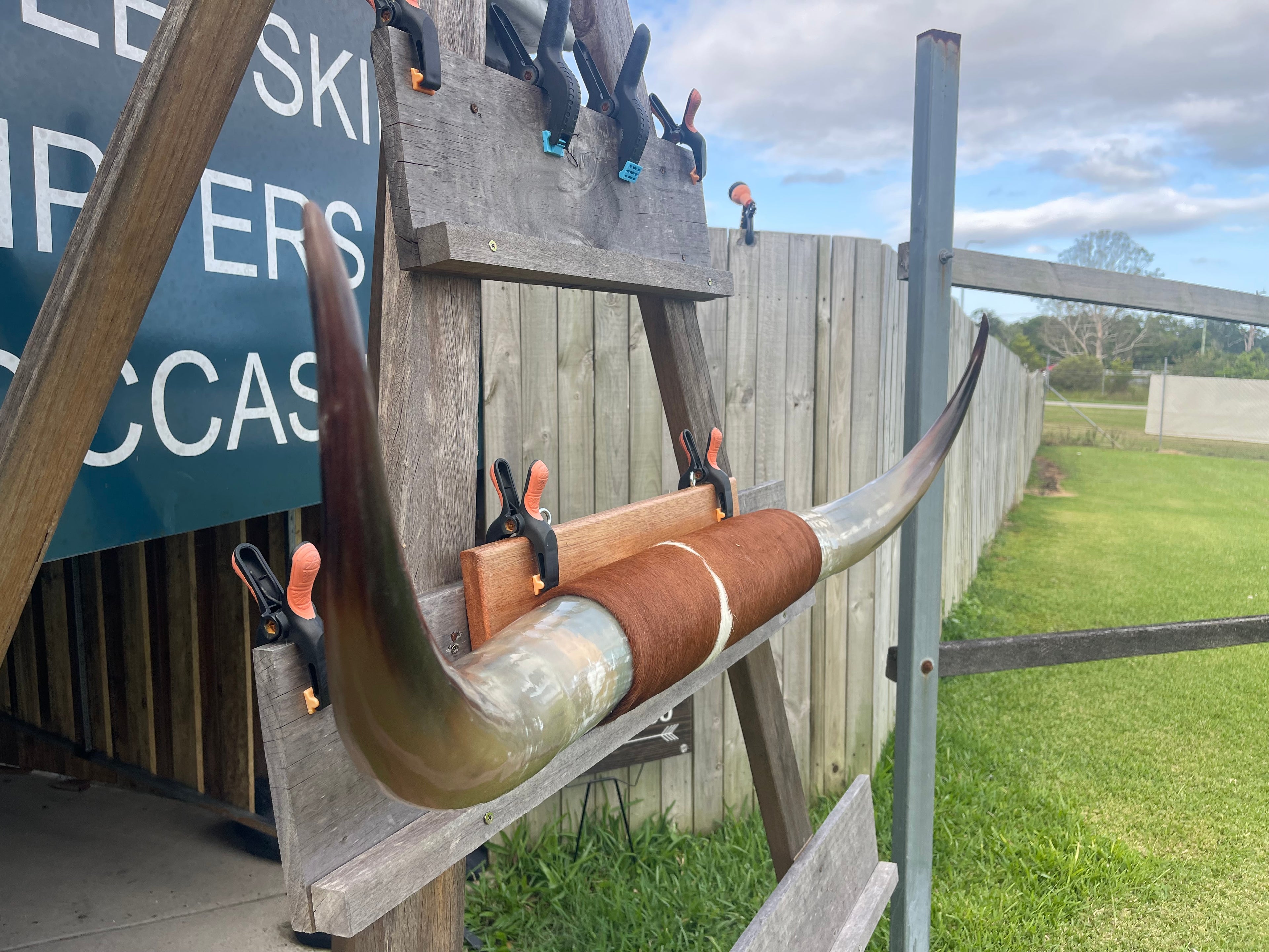 Mounted Cow Horns 05 (delivery extra on request)