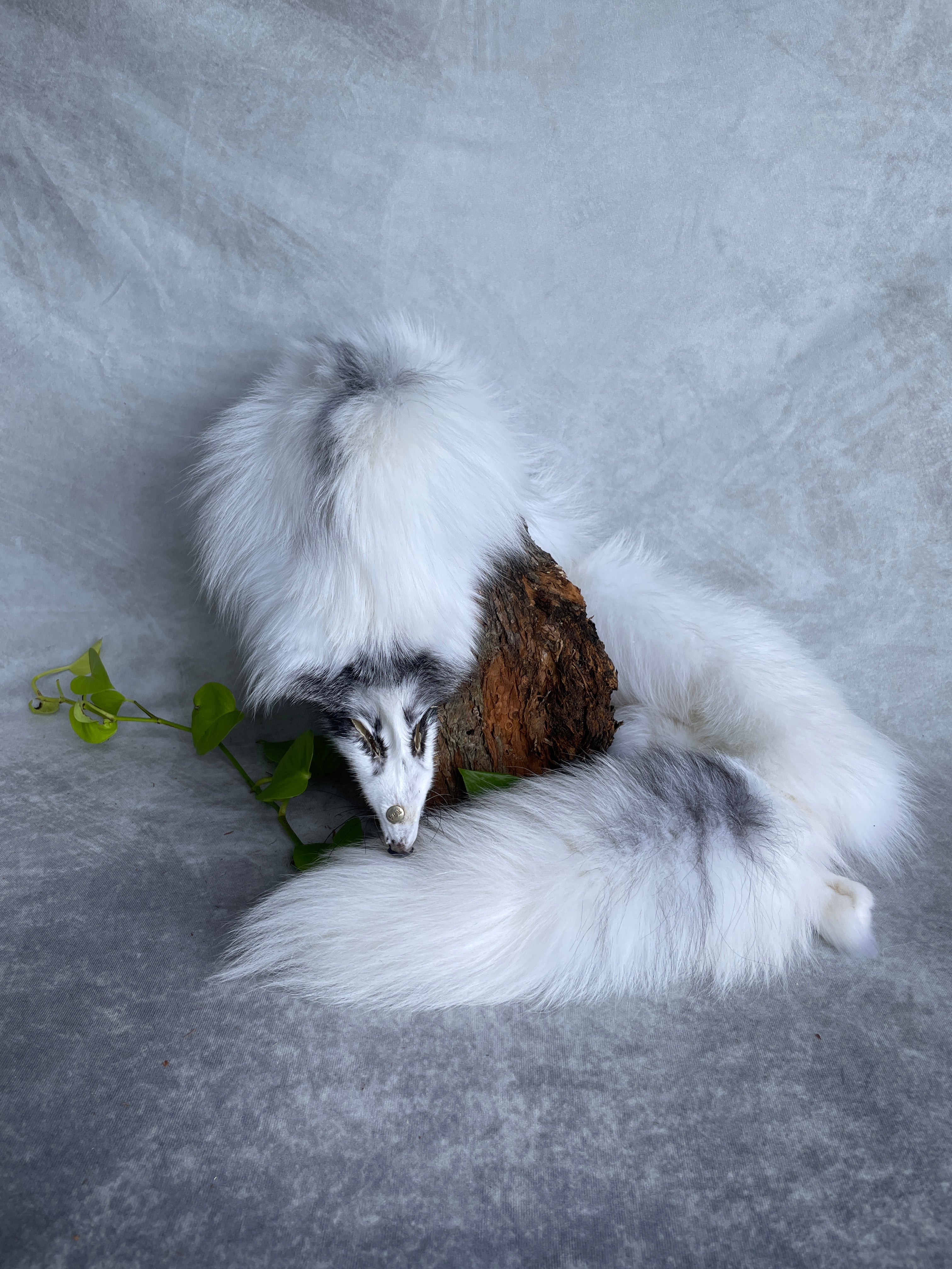 Specialty Skin - Fox Skins