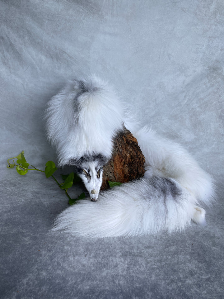 Specialty Skin - Fox Skins