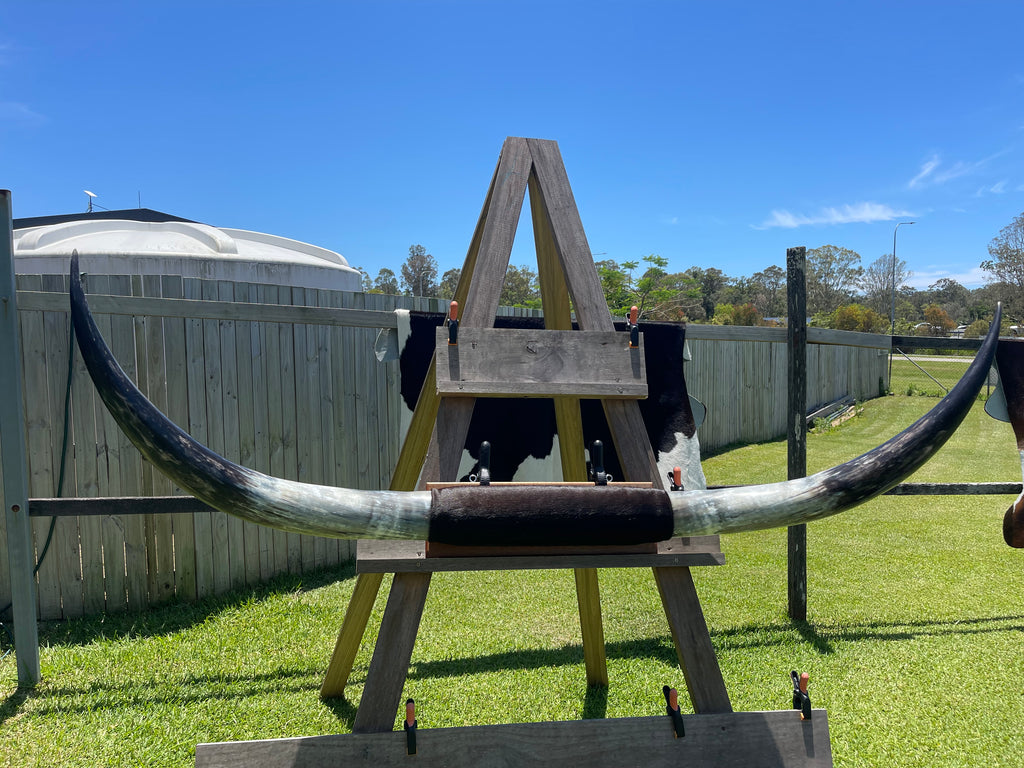 Mounted Cow Horns 42 (delivery extra on request)
