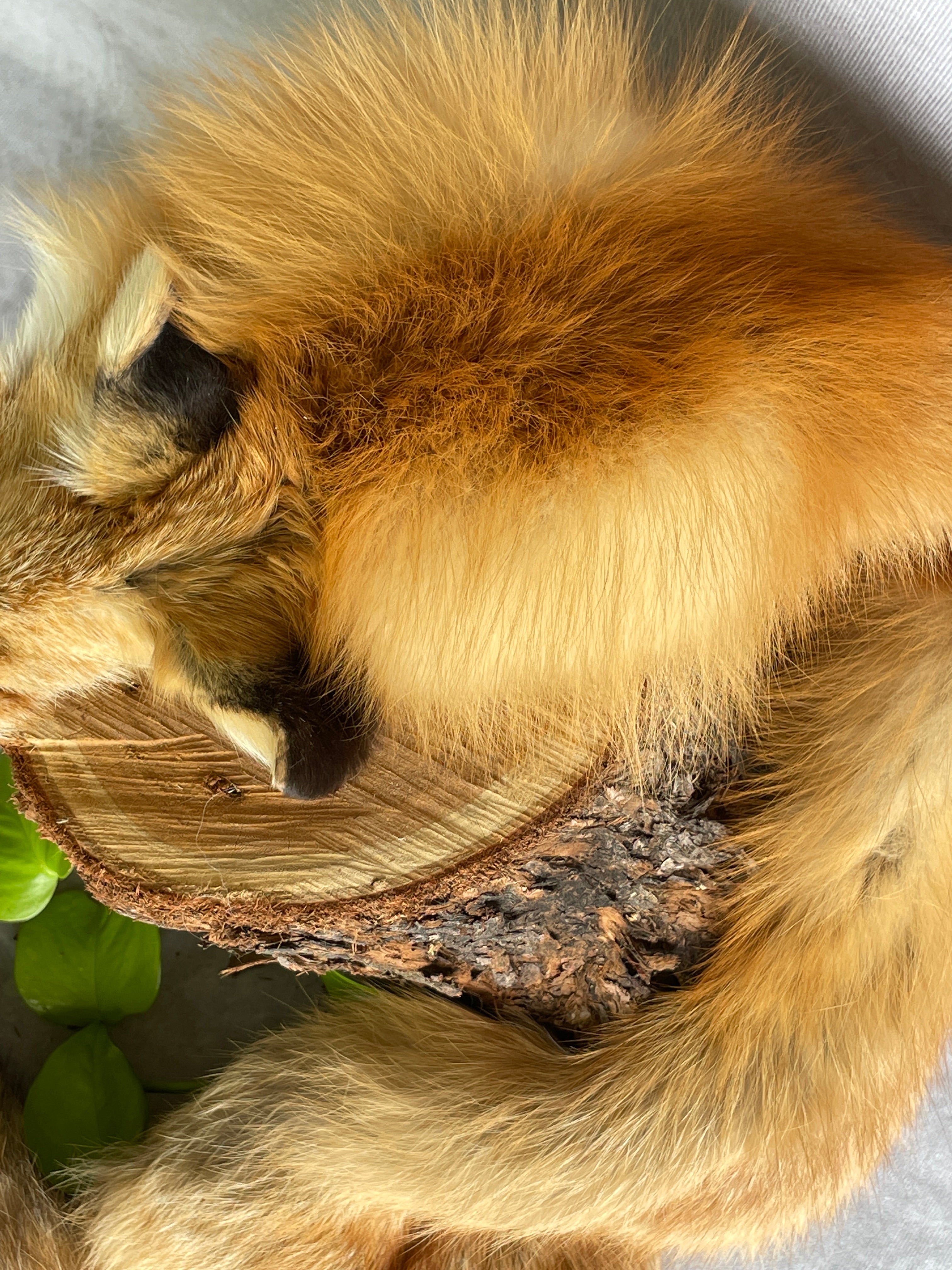 Specialty Skin - Fox Skins