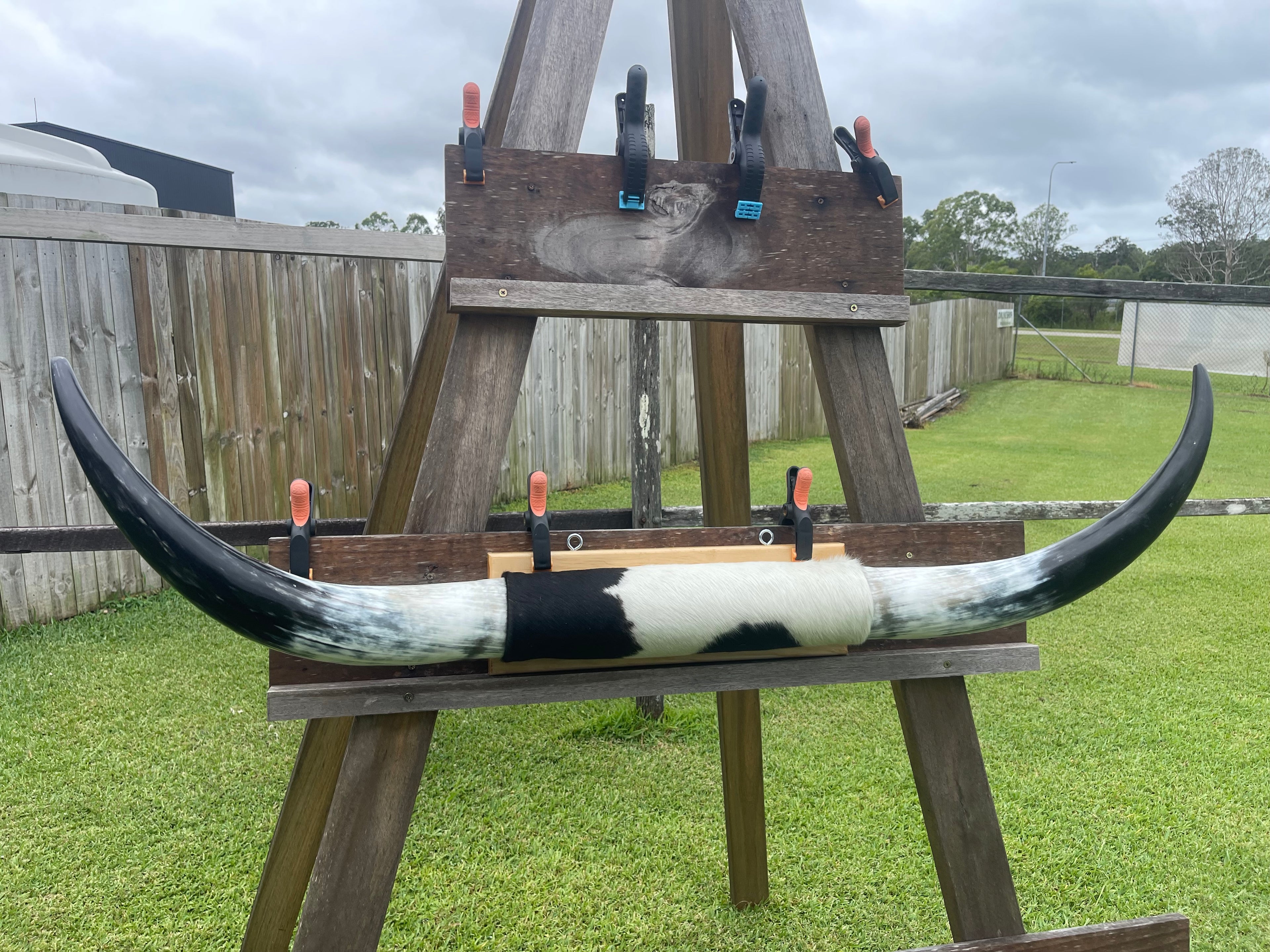 Mounted Cow Horns 20 (delivery extra on request)