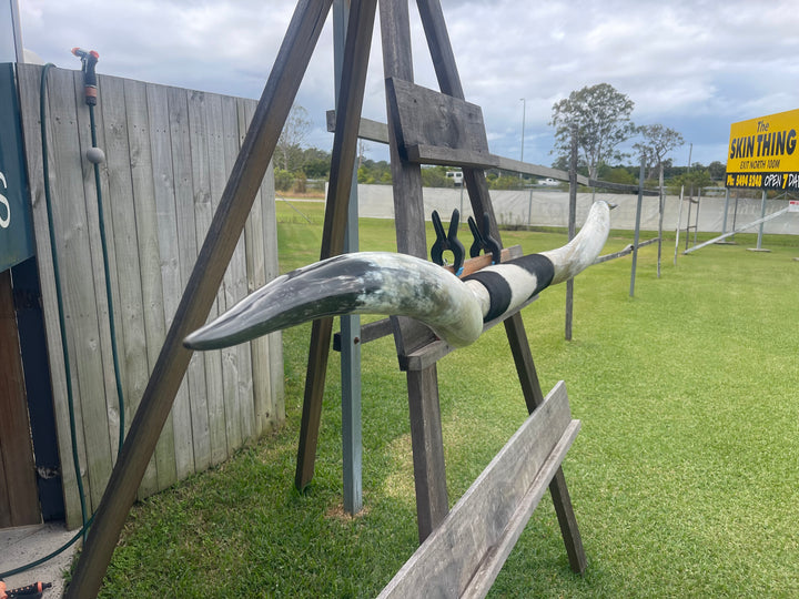 Mounted Cow Horns 49 (delivery extra on request)