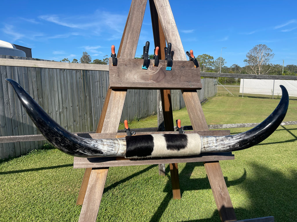 Mounted Cow Horns 09 (delivery extra on request)