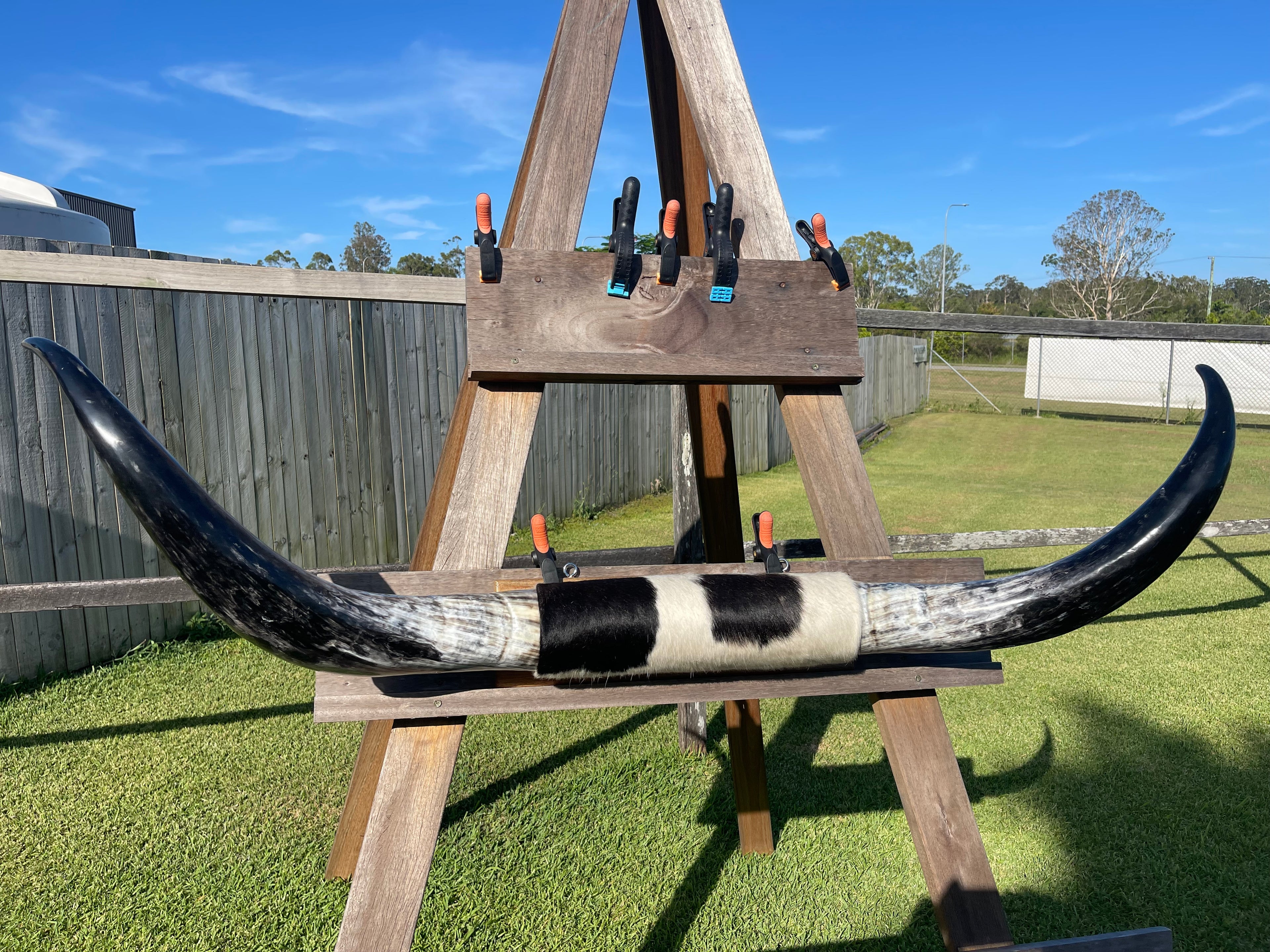 Mounted Cow Horns 09 (delivery extra on request)