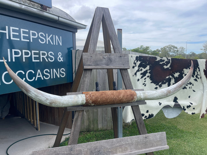 Mounted Cow Horns 05 (delivery extra on request)