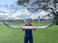 Mounted Cow Horns 30 (delivery extra on request)