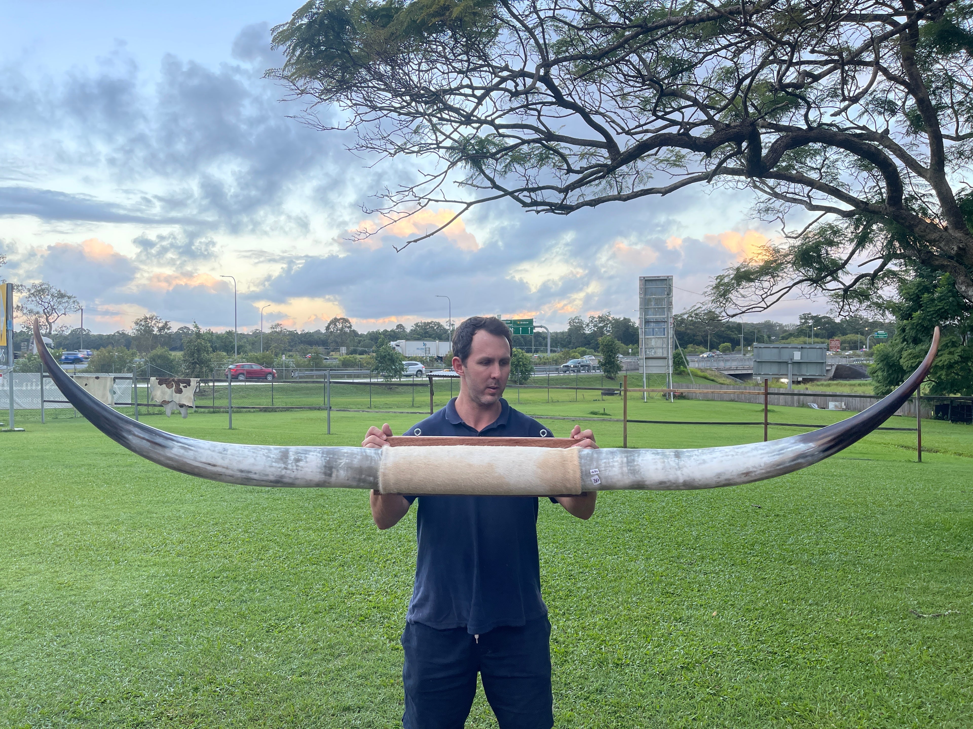 Mounted Cow Horns 30 (delivery extra on request)