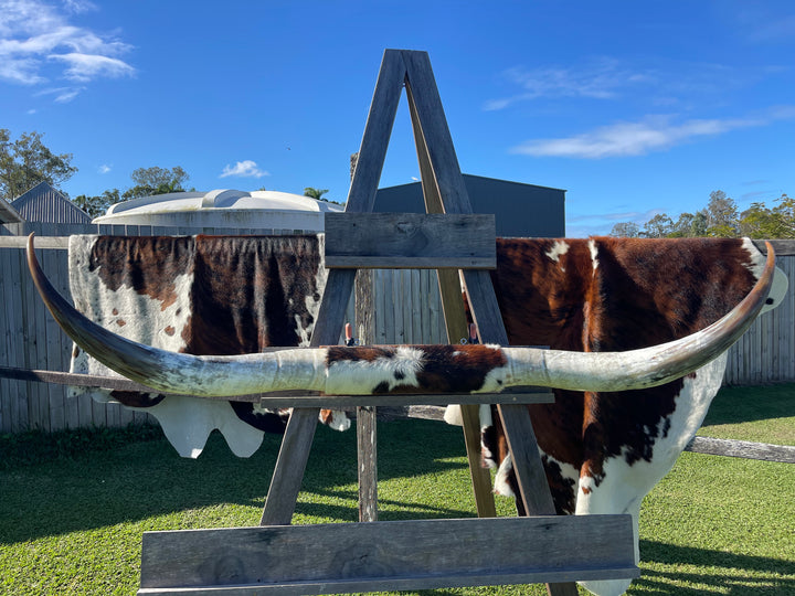 Mounted Cow Horns 06 (delivery extra on request)
