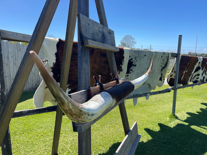 Mounted Cow Horns 53 (this set free delivery,can be dismantled )