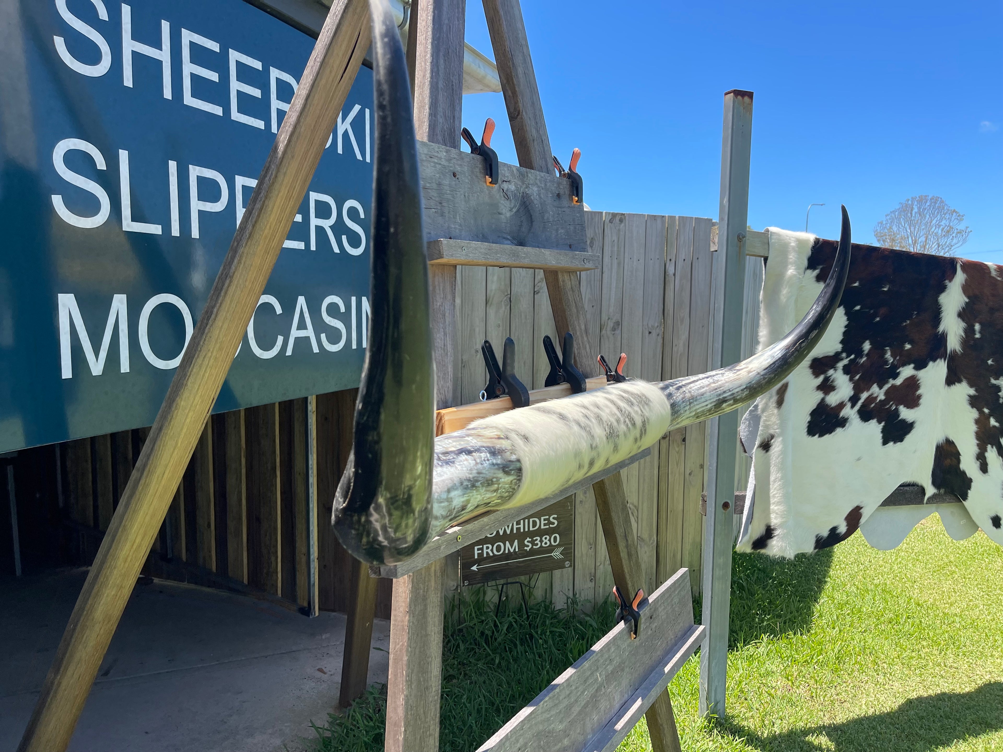 Mounted Cow Horns 16 (delivery extra on request)