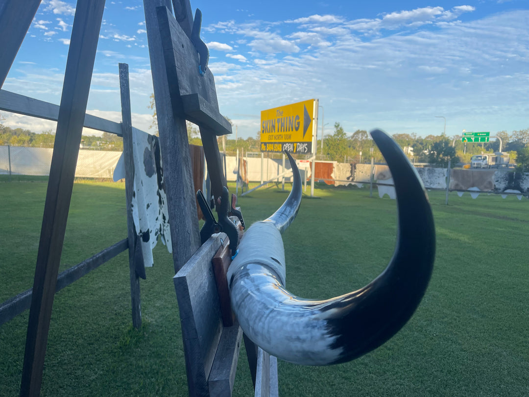 Mounted Cow Horns 33 (delivery extra on request)