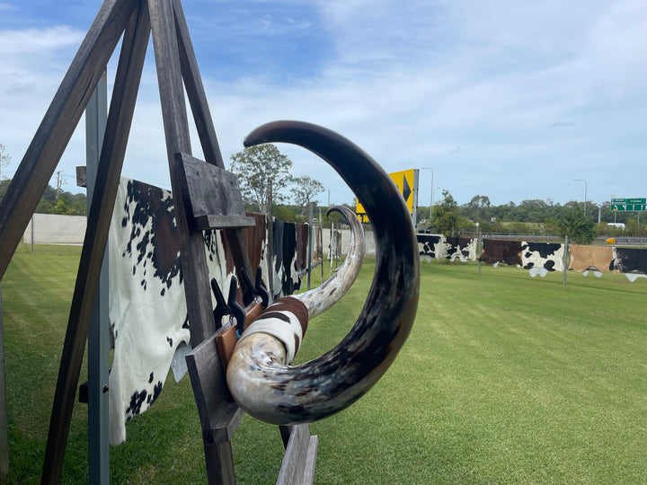 Mounted Cow Horns 07 (delivery extra on request)