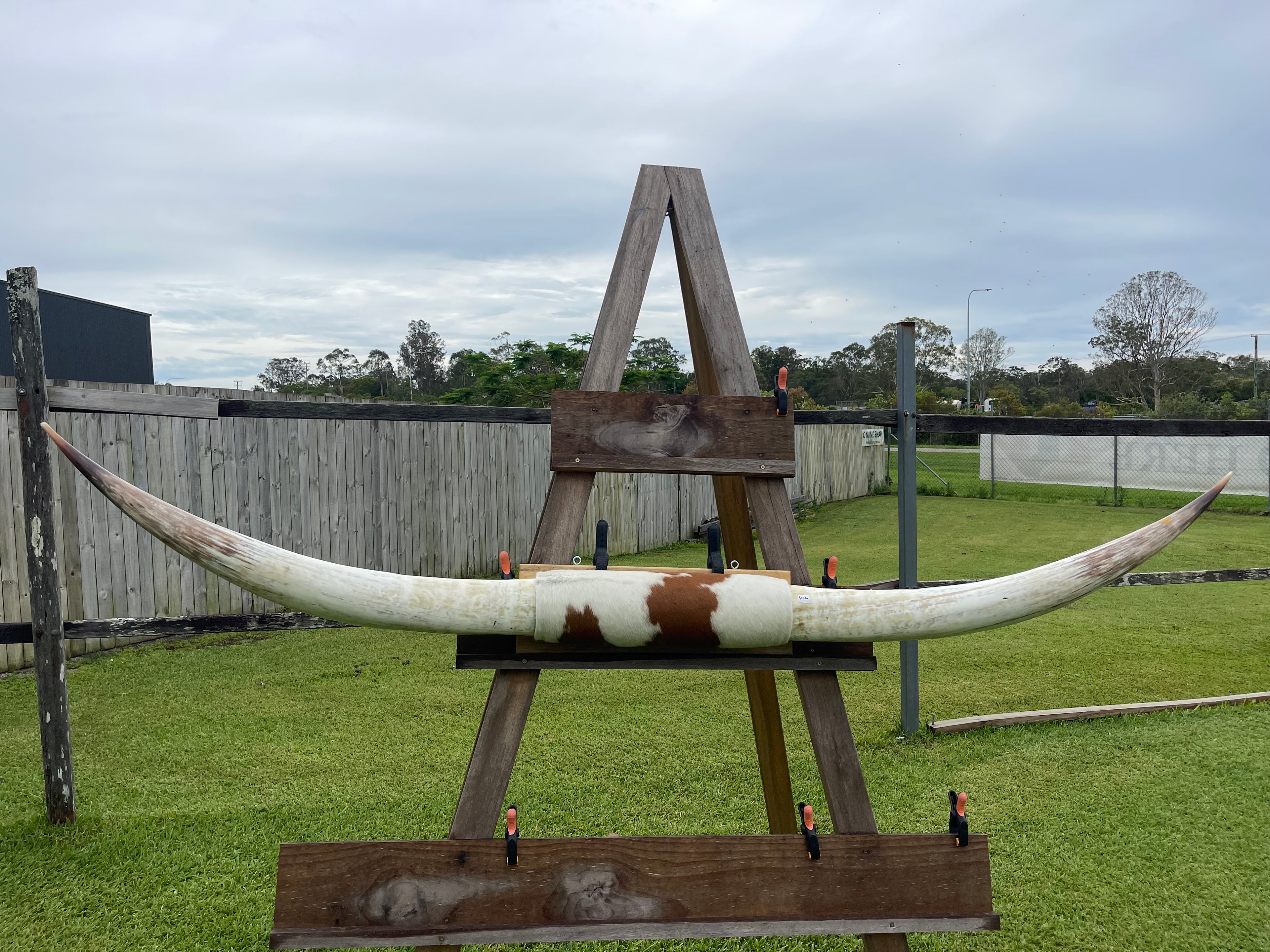 Mounted Cow Horns 22 (delivery extra on request)