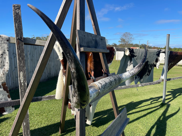 Mounted Cow Horns 31 (delivery extra on request)