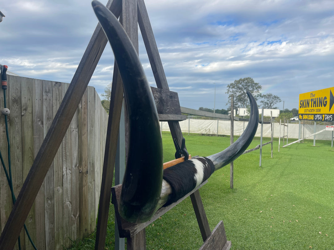 Mounted Cow Horns 06 (delivery extra on request)