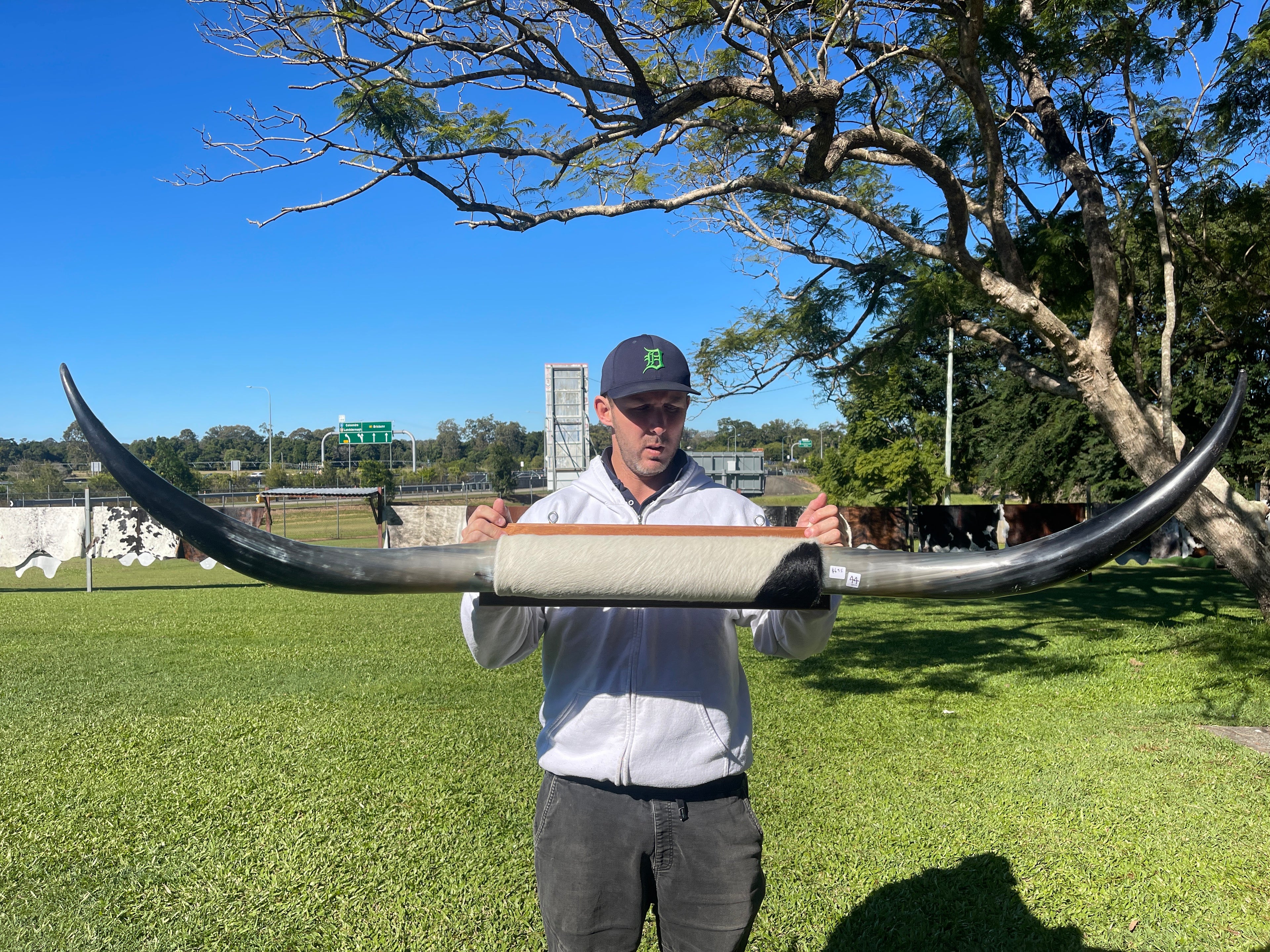 Mounted Cow Horns 44 (Extra for delivery on request )