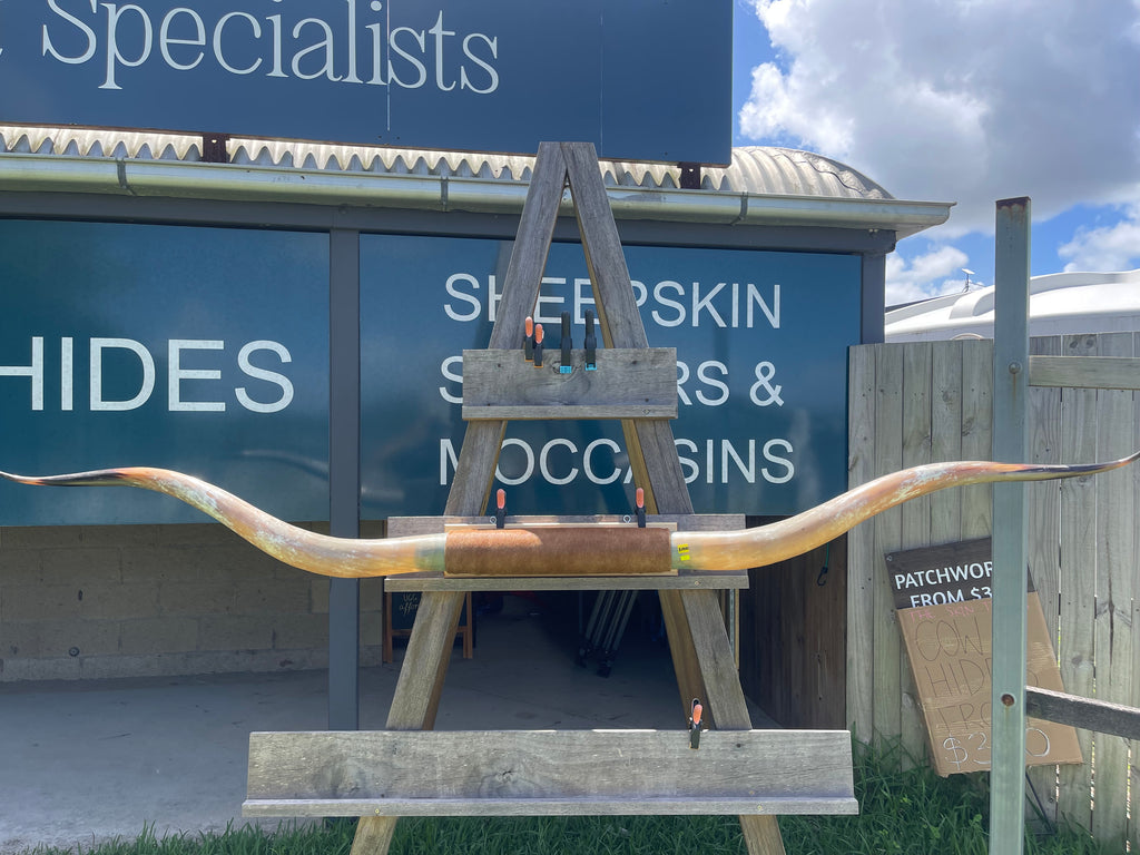 Mounted Cow Horns 35 (delivery extra on request)