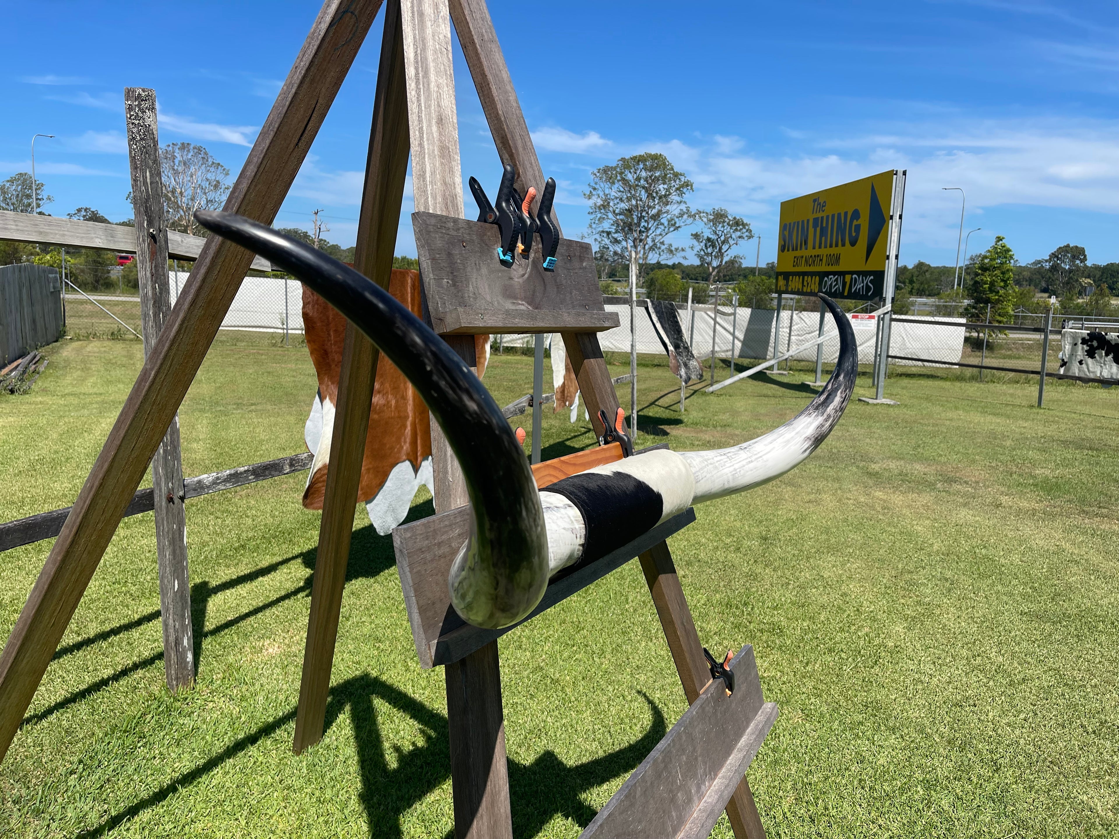 Mounted Cow Horns 02 (delivery extra on request)