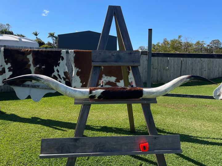 Mounted Cow Horns 31 (delivery extra on request)