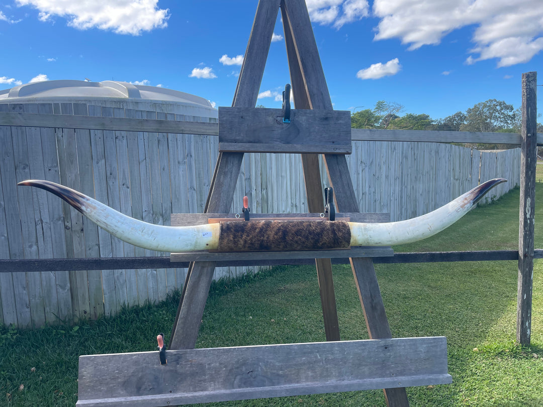 Mounted Cow Horns 15 (delivery extra on request)