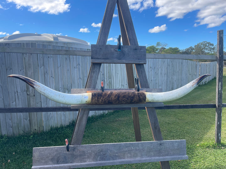 Mounted Cow Horns 15 (delivery extra on request)