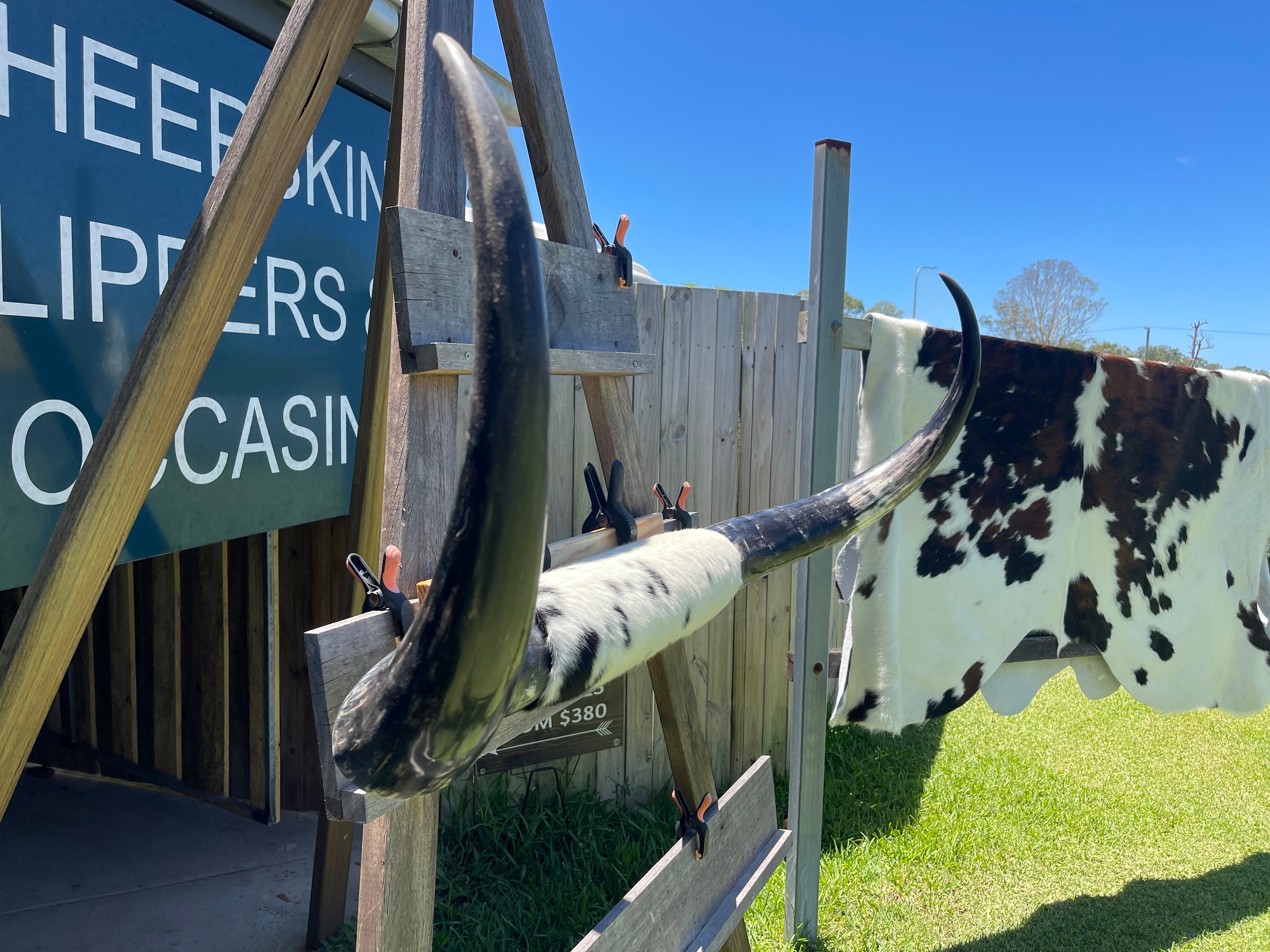 Mounted Cow Horns 12 (delivery extra on request)