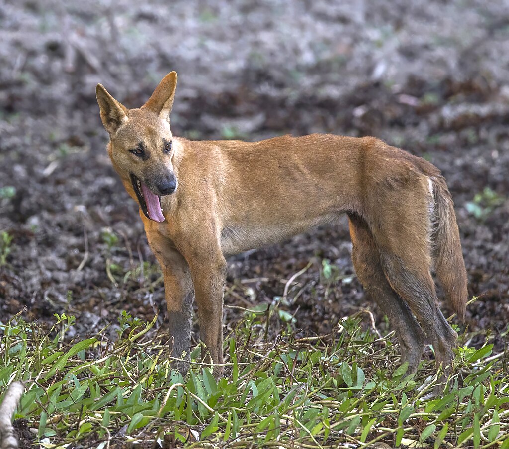 Specialty Skin - Dingo Skin/Wild Dog