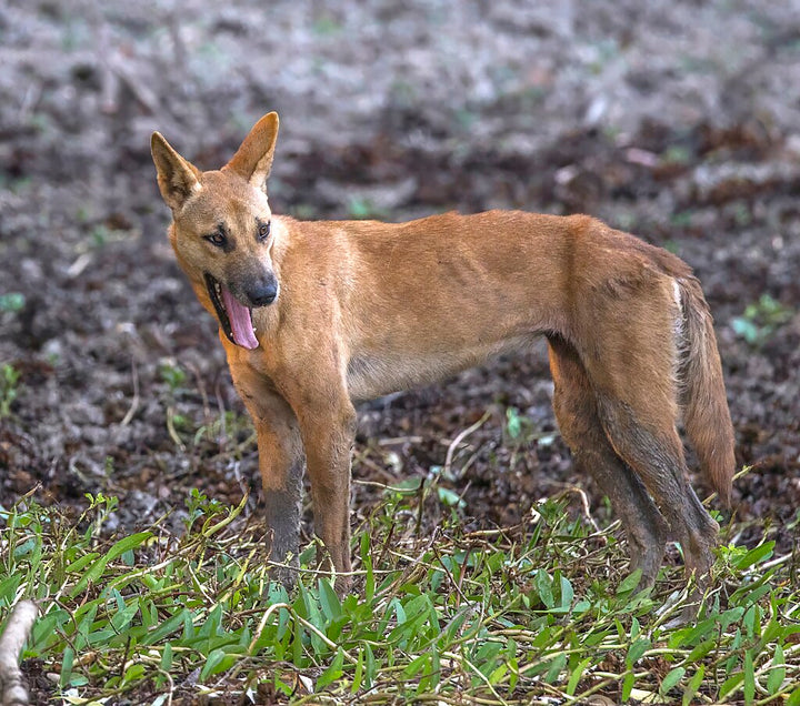 Specialty Skin - Dingo Skin/Wild Dog