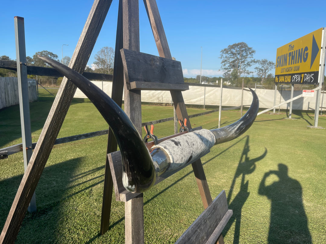 Mounted Cow Horns 39 (delivery extra on request)