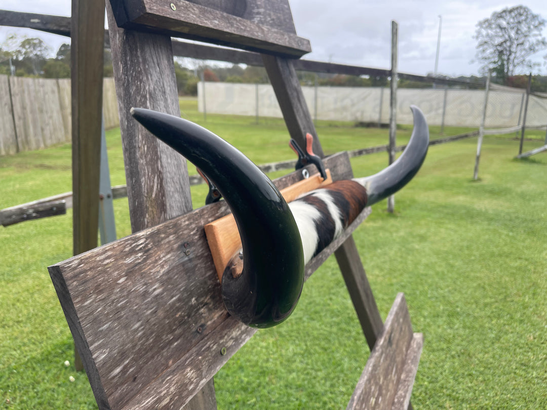 Mounted Cow Horns 07 (delivery extra on request)