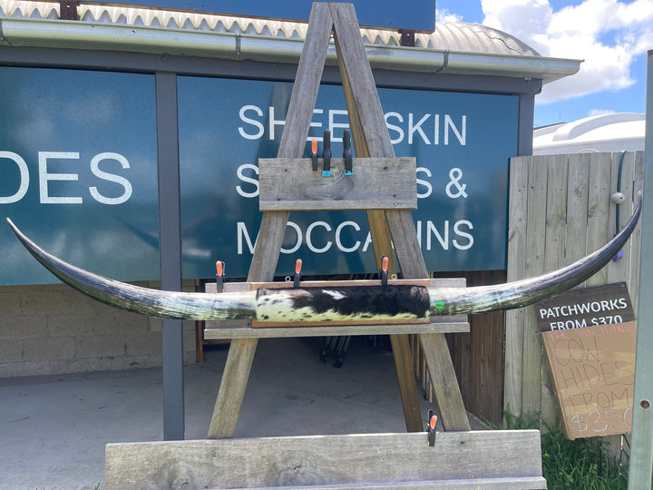 Mounted Cow Horns 40 (delivery extra on request)