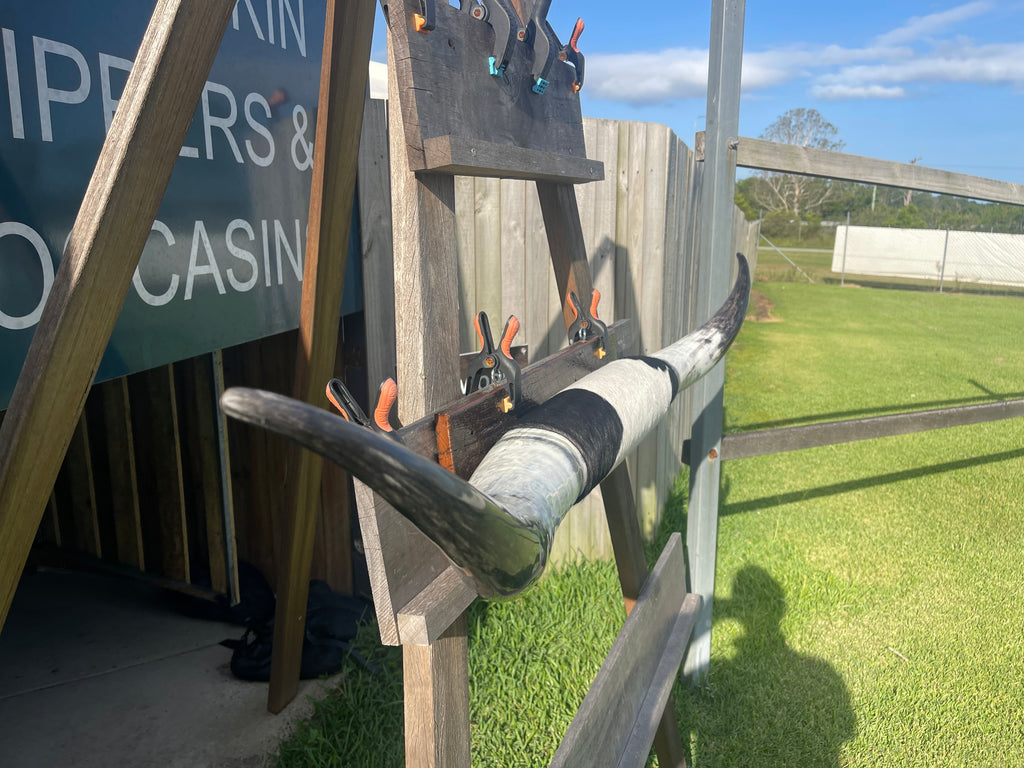 Mounted Cow Horns 33 (delivery extra on request)