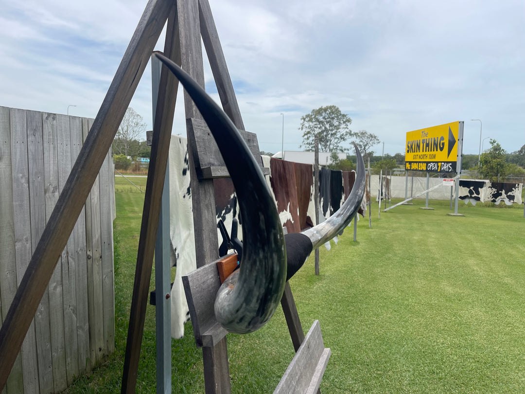 Mounted Cow Horns 09 (delivery extra on request )
