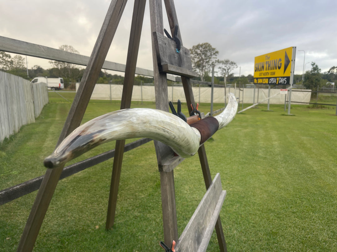 Mounted Cow Horns 19 (delivery extra on request)