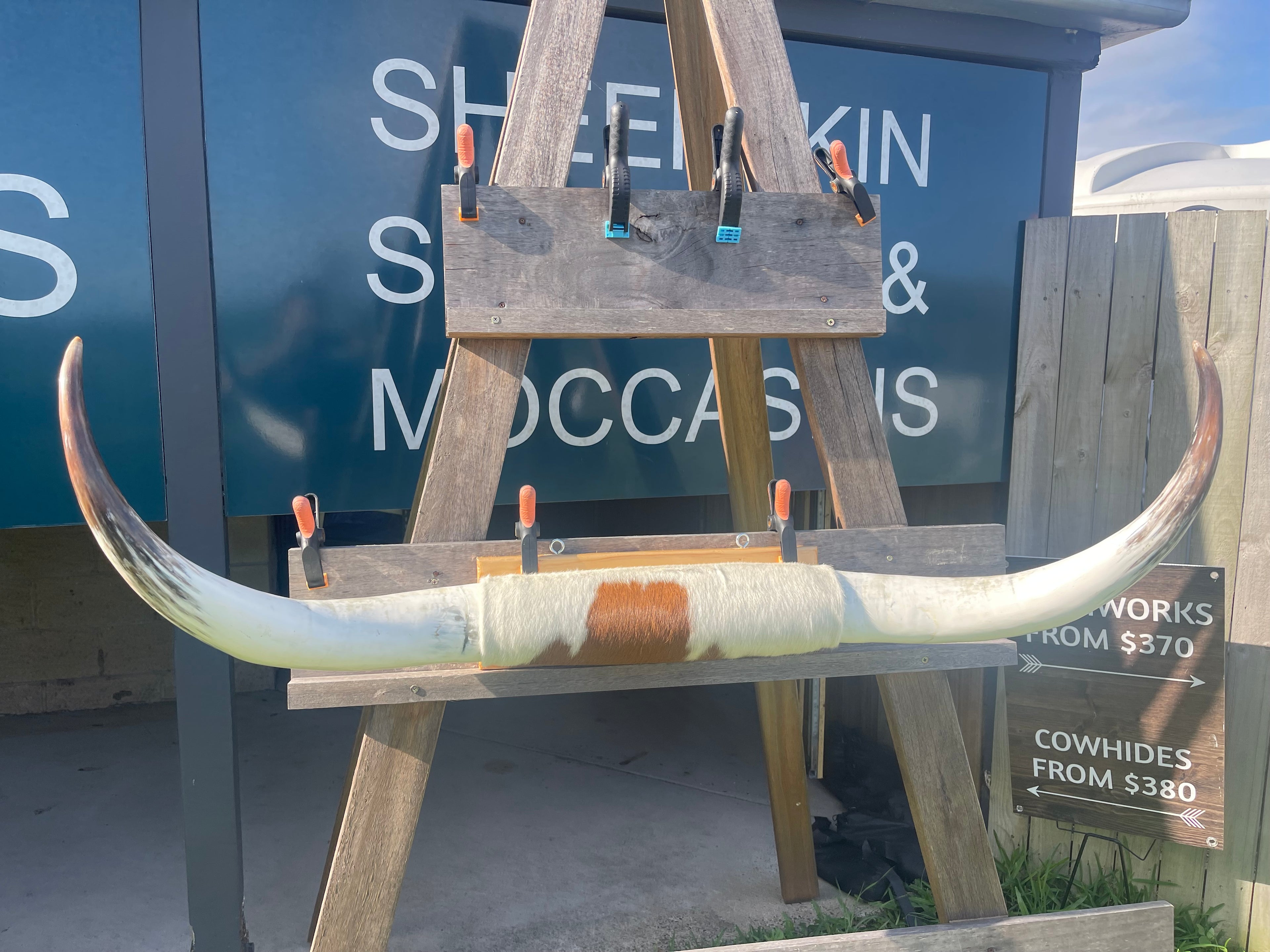 Mounted Cow Horns 40 (delivery extra on request)