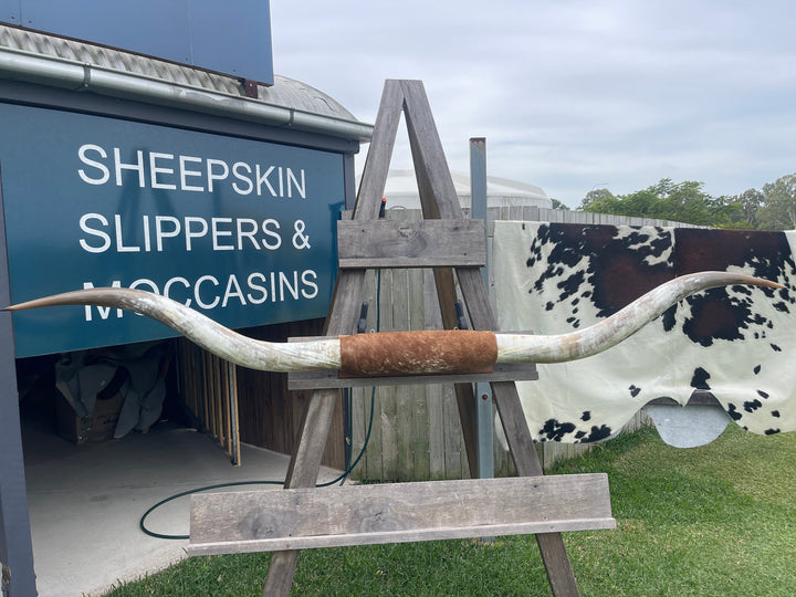 Mounted Cow Horns 52 (this set free delivery,can be dismantled )