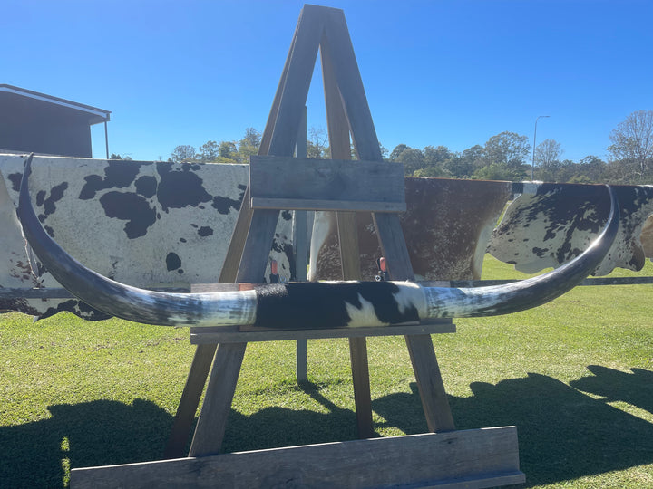 Mounted Cow Horns 05 (delivery extra on request)