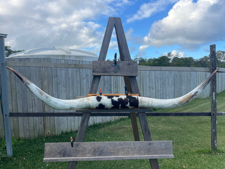 Mounted Cow Horns 56 (dismantled, so free delivery this set)