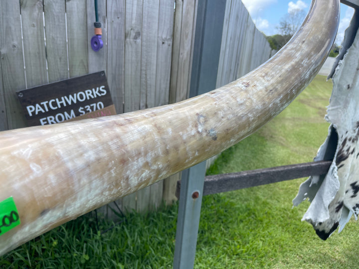 Mounted Cow Horns 43 (delivery extra on request)