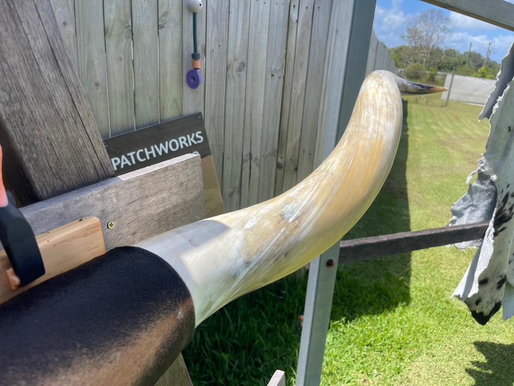 Mounted Cow Horns 34 (delivery extra on request)