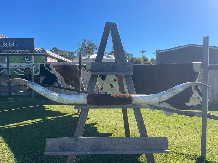 Mounted Cow Horns 17 (delivery extra on request)