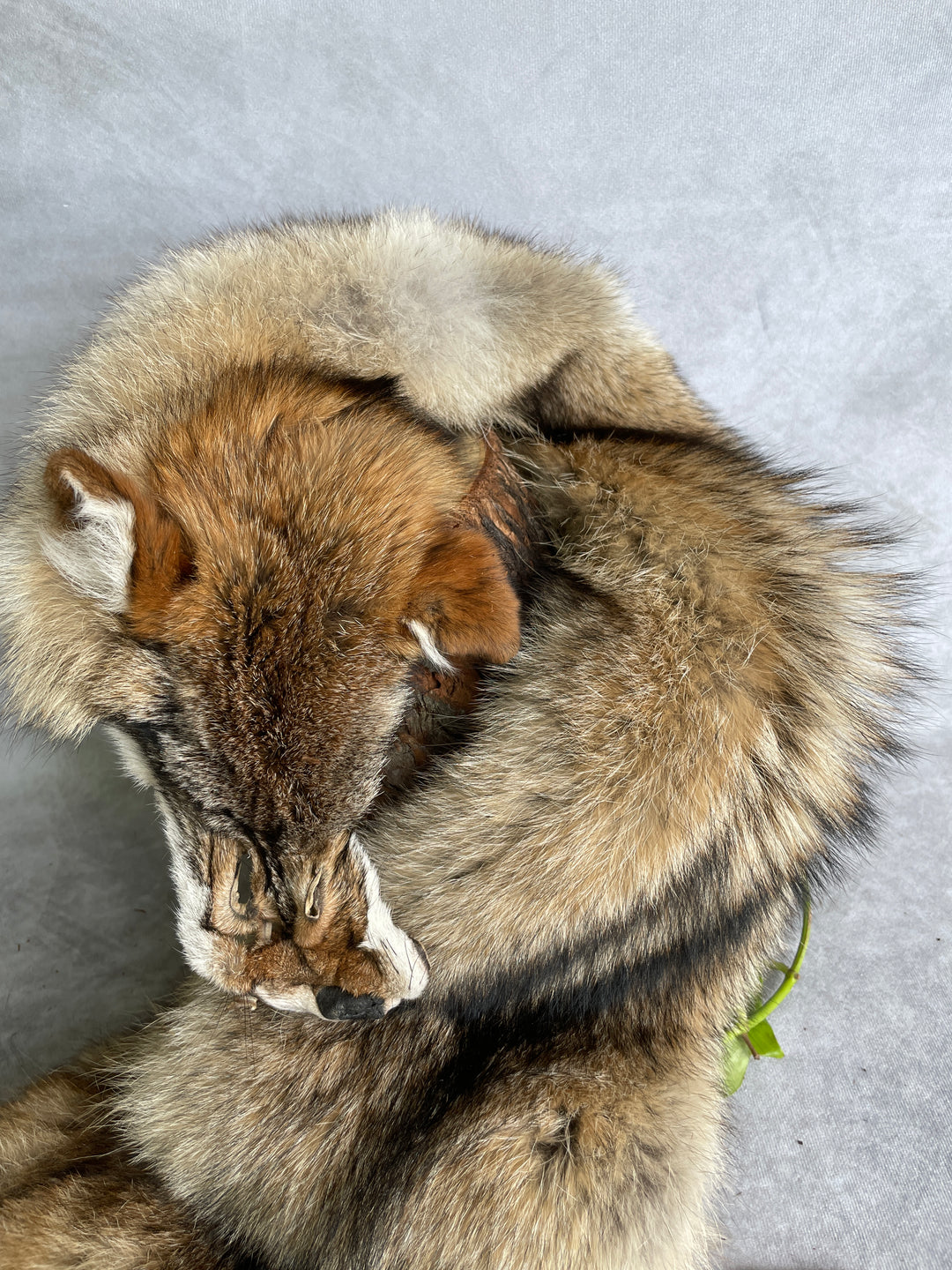 Specialty Skin - American Coyote