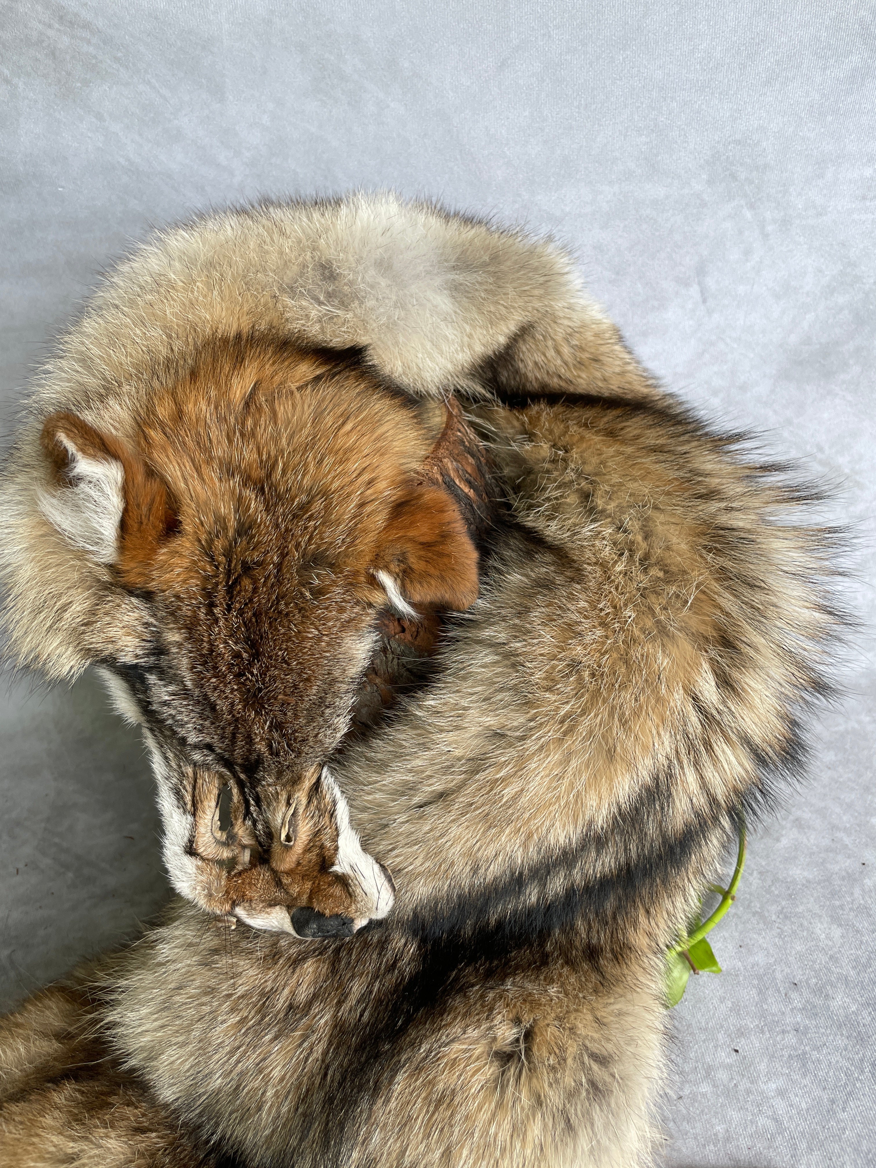 Specialty Skin - American Coyote