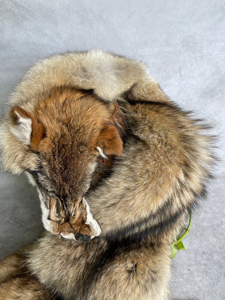 Specialty Skin - American Coyote