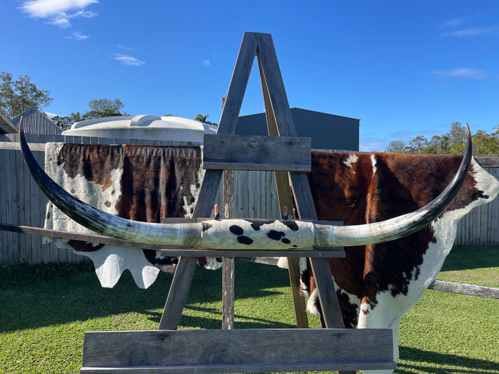 Mounted Cow Horns 04 (delivery extra on request)