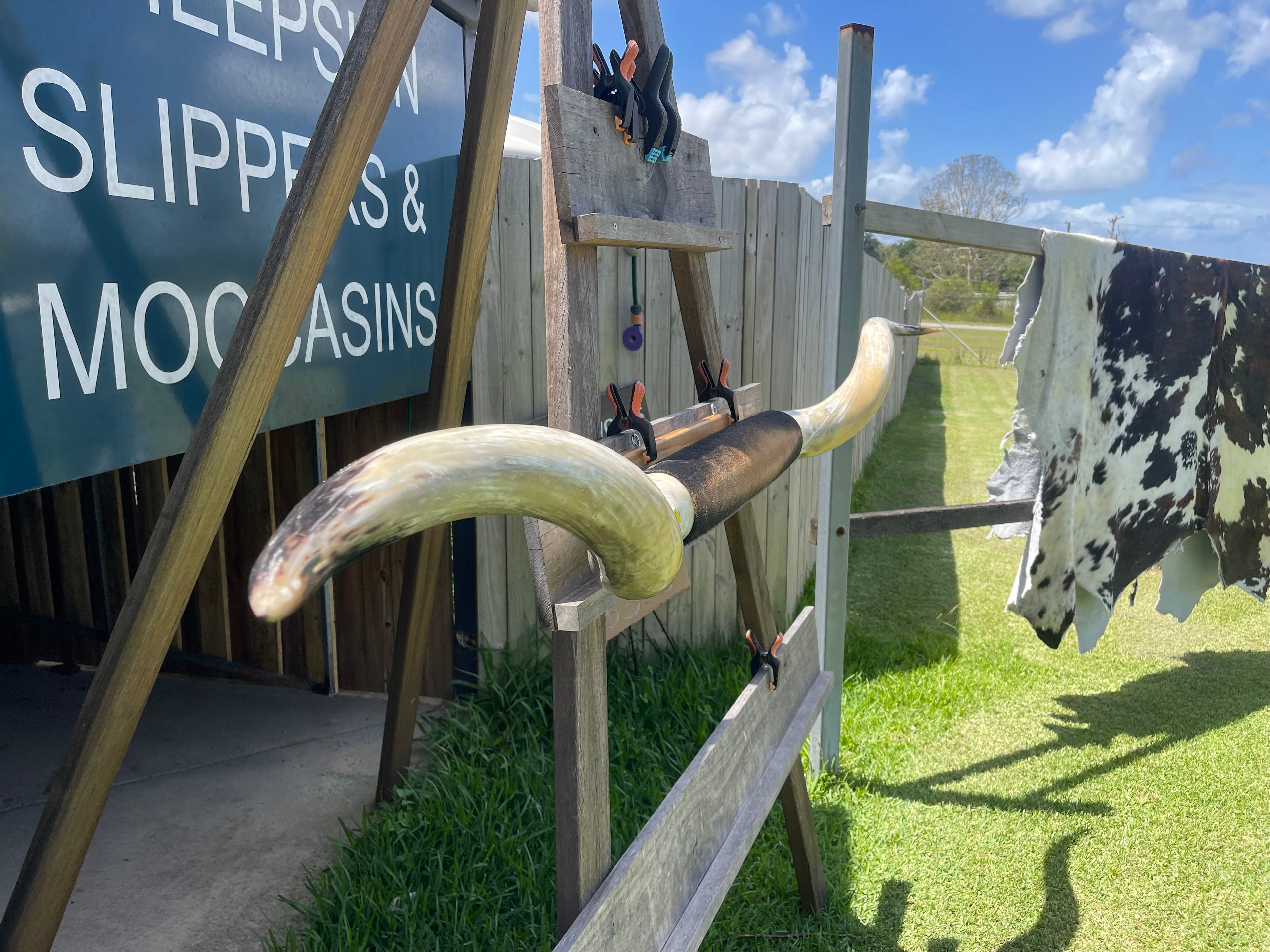Mounted Cow Horns 34 (delivery extra on request)